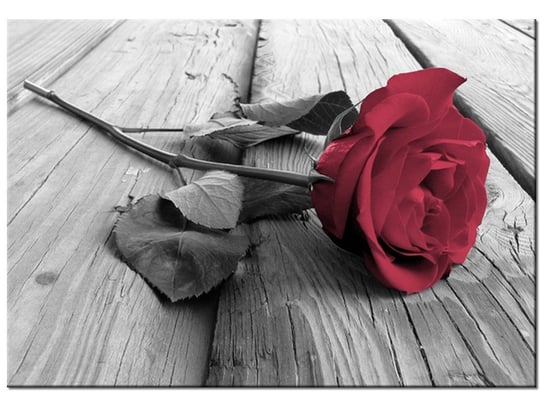 Obraz Zniewalająca róża, 100x70 cm Oobrazy