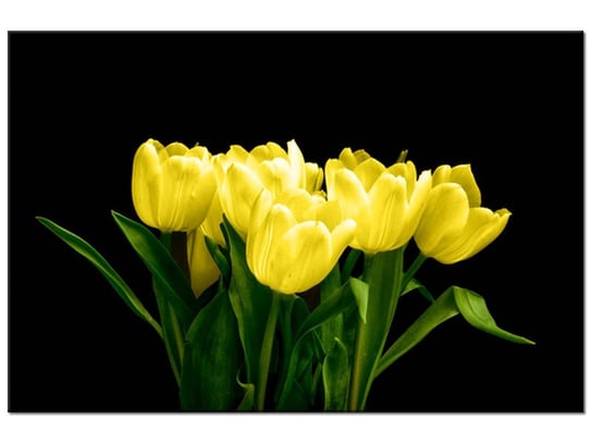 Obraz Żółte tulipany - Mark Freeth, 120x80 cm Oobrazy