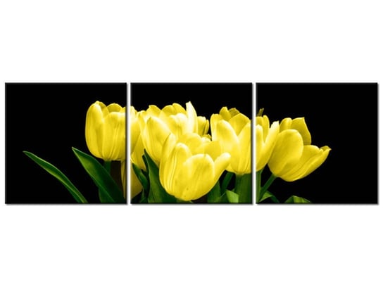 Obraz Żółte tulipany- Mark Freeth, 3 elementy, 120x40 cm Oobrazy