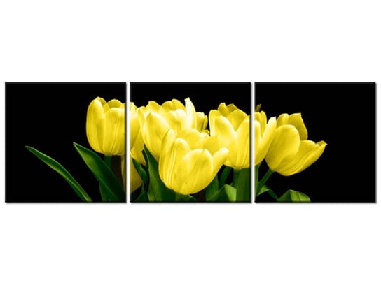 Obraz Żółte tulipany- Mark Freeth, 3 elementy, 150x50 cm Oobrazy