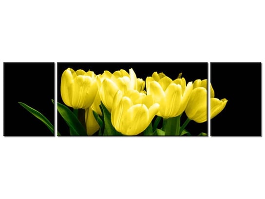 Obraz Żółte tulipany- Mark Freeth, 3 elementy, 170x50 cm Oobrazy