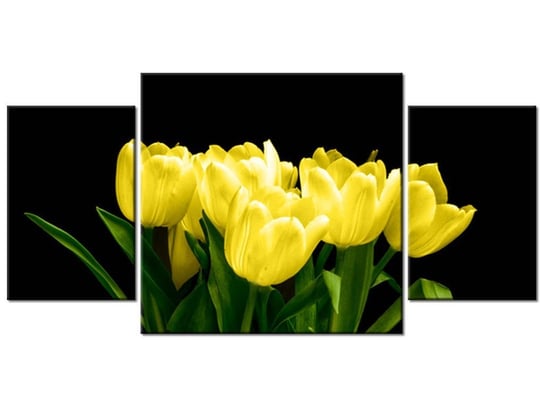 Obraz Żółte tulipany- Mark Freeth, 3 elementy, 80x40 cm Oobrazy