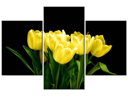 Obraz Żółte tulipany- Mark Freeth, 3 elementy, 90x60 cm Oobrazy