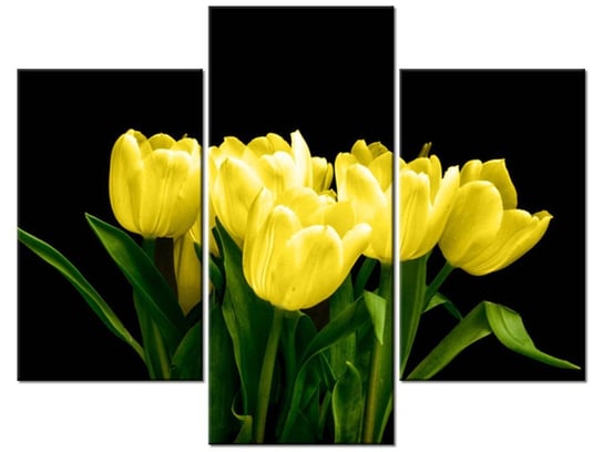 Obraz Żółte tulipany- Mark Freeth, 3 elementy, 90x70 cm Oobrazy