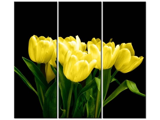 Obraz Żółte tulipany- Mark Freeth, 3 elementy, 90x80 cm Oobrazy