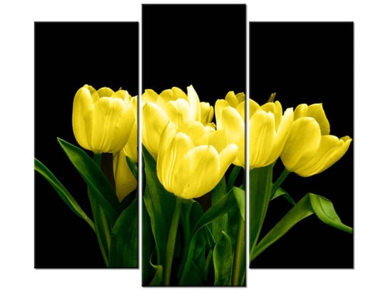 Obraz Żółte tulipany- Mark Freeth, 3 elementy, 90x80 cm Oobrazy
