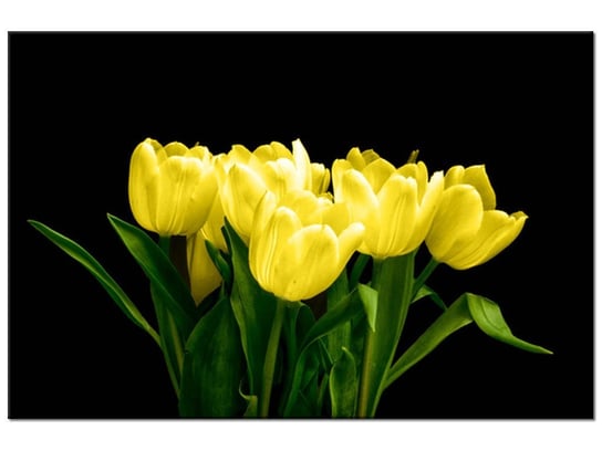 Obraz Żółte tulipany - Mark Freeth, 90x60 cm Oobrazy