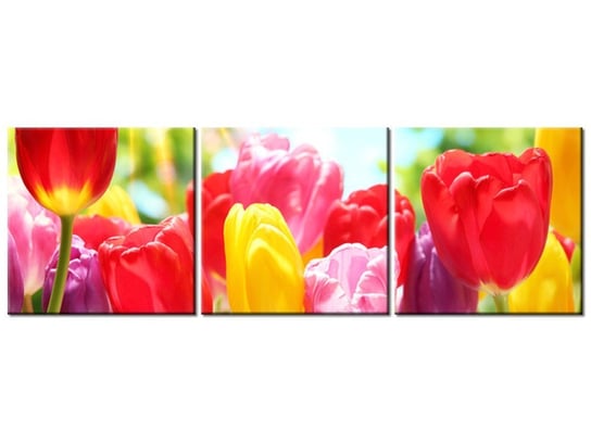 Obraz Żółty tulipan, 3 elementy, 90x30 cm Oobrazy