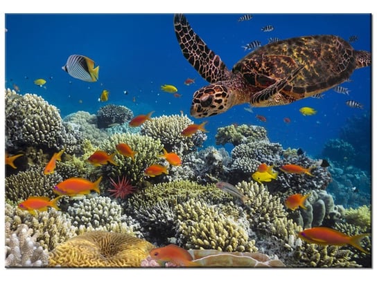 Obraz, Żółw pod wodą, 100x70 cm Oobrazy