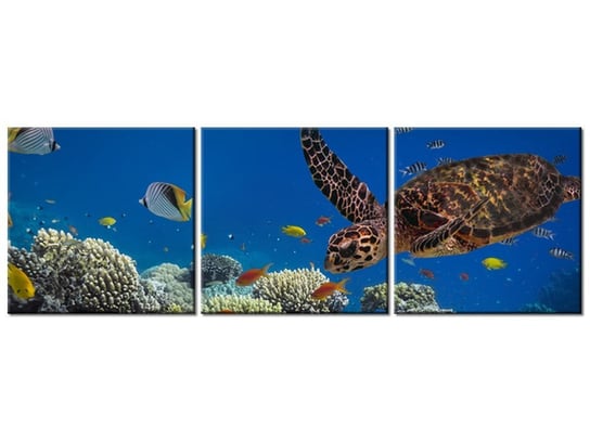 Obraz Żółw pod wodą, 3 elementy, 90x30 cm Oobrazy