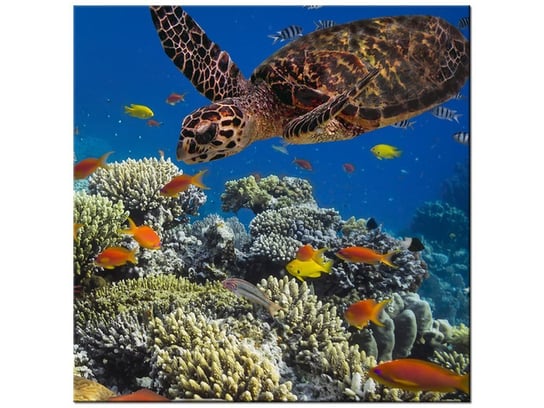 Obraz Żółw pod wodą, 30x30 cm Oobrazy
