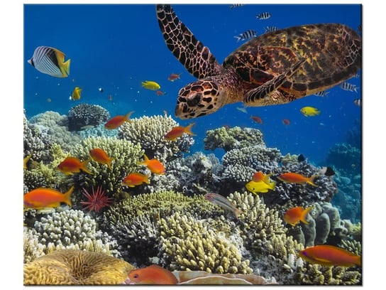 Obraz Żółw pod wodą, 60x50 cm Oobrazy