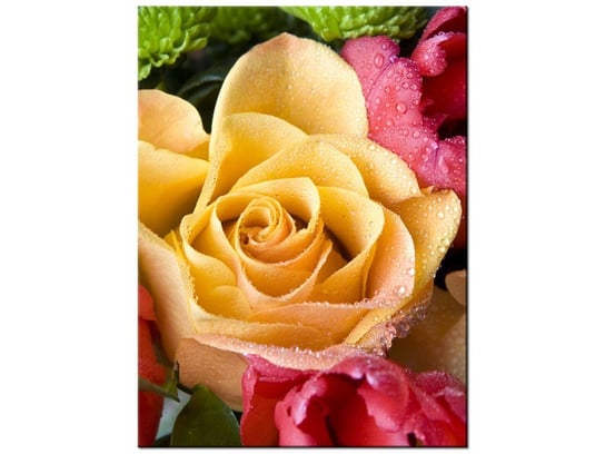 Obraz Zroszona róża, 30x40 cm Oobrazy