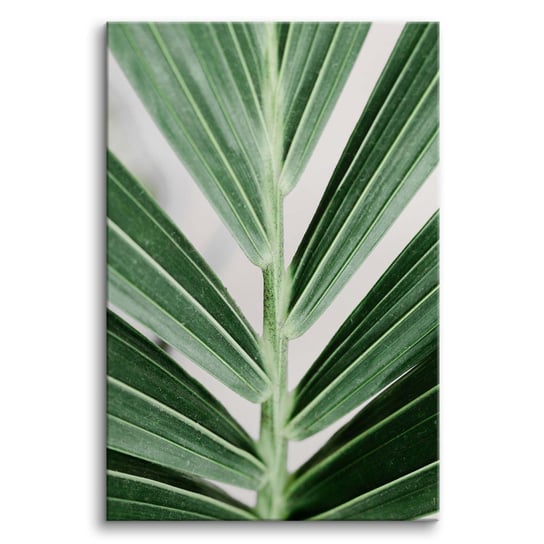 Obrazy na płótnie obraz na ścianę do salonu zielone liść palma 80x120 Naklejkomania