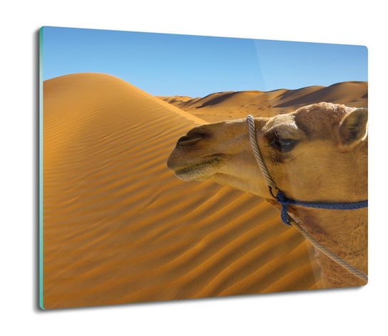 ochrona na indukcję druk Wielbłąd pustynia 60x52, ArtprintCave ArtPrintCave