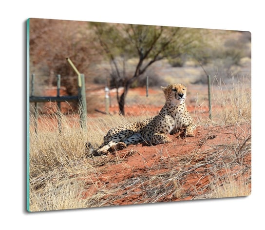ochrona na indukcję ze szkła Gepard rezerwat 60x52, ArtprintCave ArtPrintCave