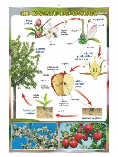 Od kwiatu do owocu botanika plansza plakat VISUAL System