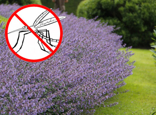 ODSTRASZA KOMARY KOCIMIĘTKA NEPETA CATARIA 500 NAS DobreNasiona.pl