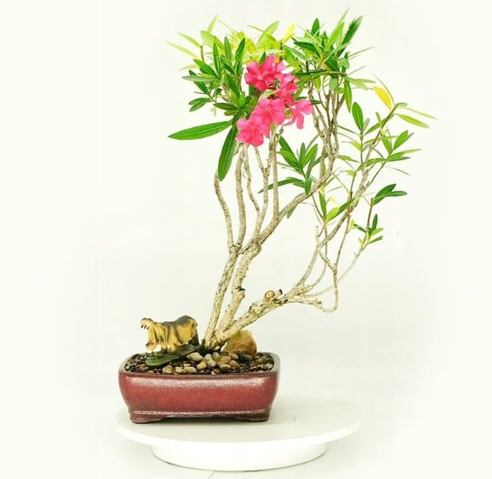 Oleander pospolity Bonsai do domu 10 nasion (Nerium oleander) DobreNasiona.pl