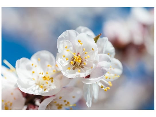 Oobrazy, Fototapeta, Kwiat jabłoni, 200x135 cm Oobrazy