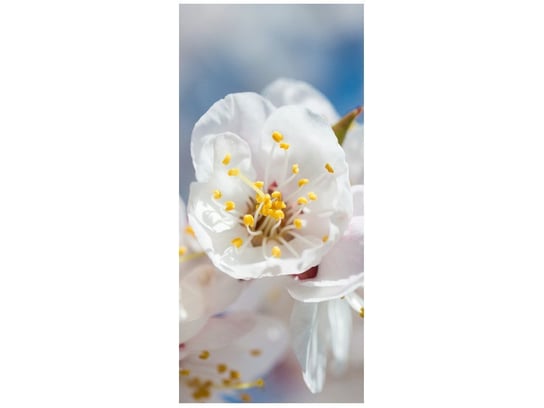 Oobrazy, Fototapeta, Kwiat jabłoni, 95x205 cm Oobrazy