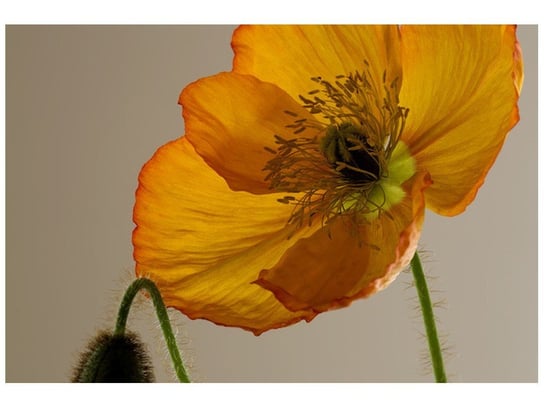 Oobrazy, Fototapeta, Kwiat maku - Gemma Stiles, 200x135 cm Oobrazy