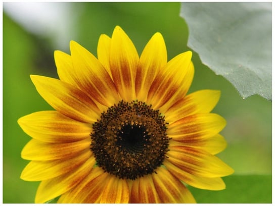 Oobrazy, Fototapeta, Kwiat słonecznika - Samenstelling, 200x150 cm Oobrazy