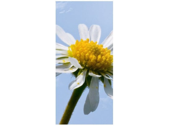 Oobrazy, Fototapeta, Kwiatek na tle nieba - Tschiae, 95x205 cm Oobrazy