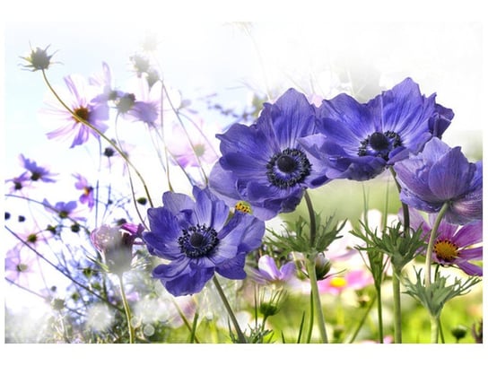 Oobrazy, Fototapeta, Kwiaty w ogródku, 200x135 cm Oobrazy