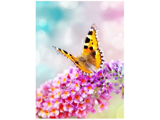Oobrazy, Fototapeta, Motyl na kwiatkach, 150x200 cm Oobrazy