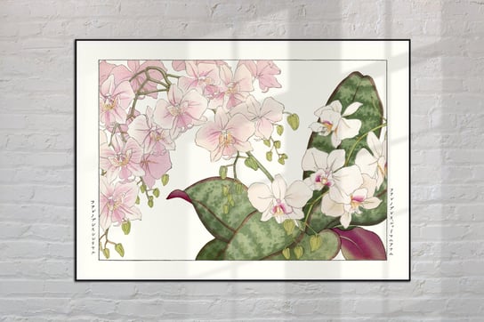 Orchidea Plakat Japonia Grafika Vintage 50X70 Cm (B2) / Dodoprint Dodoprint