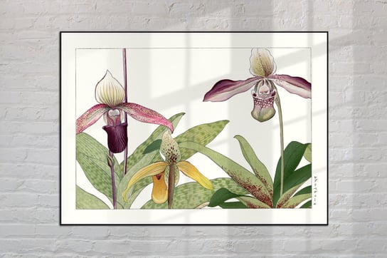 Orchidea Storczyk Plakat Japonia Grafika Vintage 50X70 Cm (B2) / Dodoprint Dodoprint