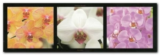 Orchidees plakat obraz 95x33cm Wizard+Genius