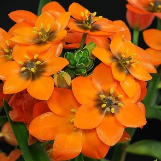 Ornithogalum Dubium Orange Śniedek Wątpliwy 5 szt BENEX