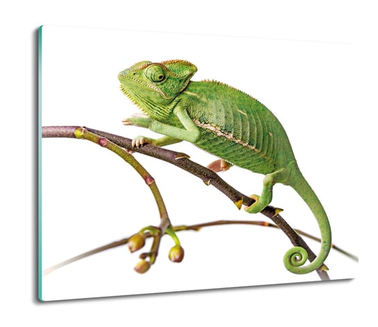 osłona płyty kuchennej Kameleon gad gałąź 60x52, ArtprintCave ArtPrintCave