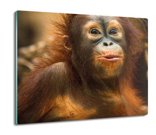 osłona płyty kuchennej Orangutan mały małpa 60x52, ArtprintCave ArtPrintCave