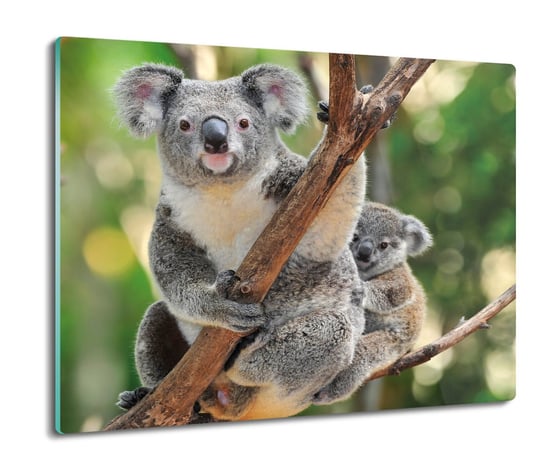 osłona płyty kuchennej Rodzina koala drzewo 60x52, ArtprintCave ArtPrintCave