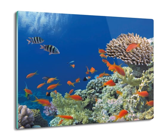 osłona płyty kuchennej Ryby rafa koralowa 60x52, ArtprintCave ArtPrintCave