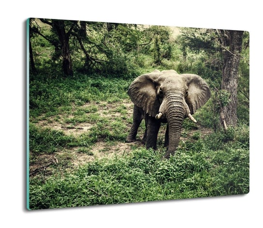 osłona płyty kuchennej Słoń dżungla natura 60x52, ArtprintCave ArtPrintCave