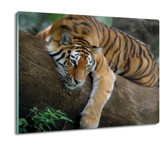 osłona płyty kuchennej Tygrys drzewo las 60x52, ArtprintCave ArtPrintCave