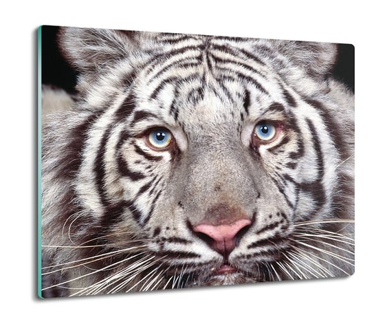 osłona płyty kuchennej z foto Biały tygrys 60x52, ArtprintCave ArtPrintCave
