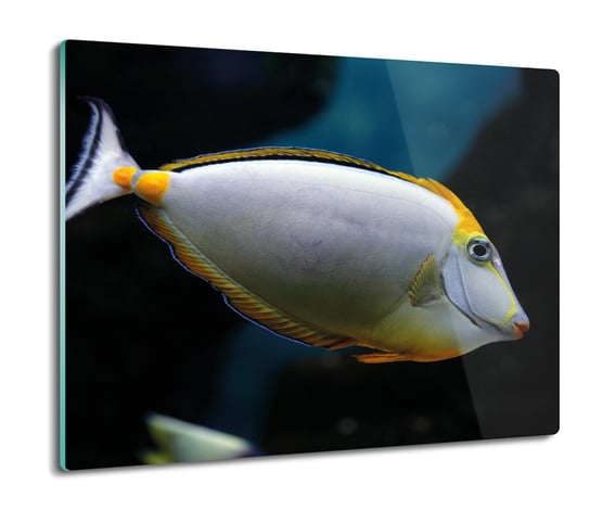 osłona splashback do kuchni Kolorowa ryba 60x52, ArtprintCave ArtPrintCave
