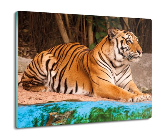 osłona splashback do kuchni Tygrys bengalski 60x52, ArtprintCave ArtPrintCave