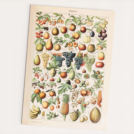 Owoce Fruits Plakat A2 Vintage Inna marka