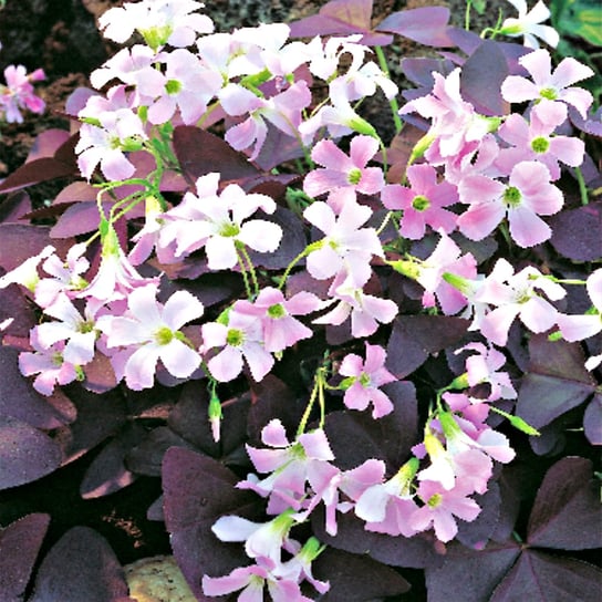 Oxalis Triangularis Szczawik Trójkątny 5 szt BENEX