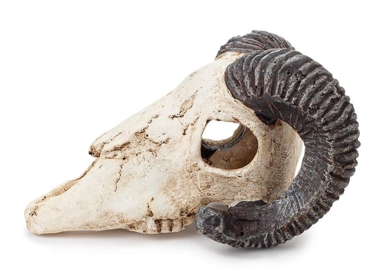 Ozdoba akwariowa Happet R112 czaszka muflona 9 cm Happet