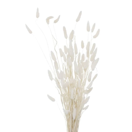 Ozdobne gałązki do wazonu, suszone, 70 cm N/A