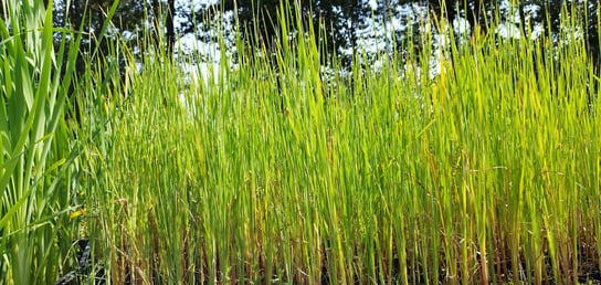 Pałka delikatna Typha gracilis do oczka / stawu Perfekt Klik