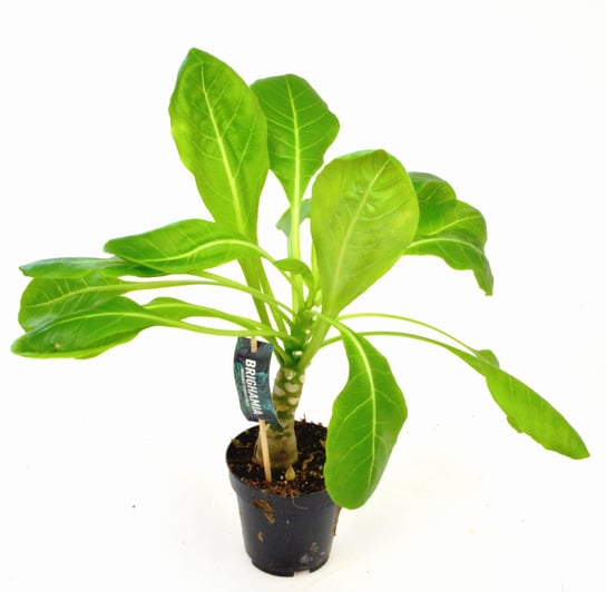 Palma Hawajska Brighamia insignis Vulcan Palm P12 DIXIE STORE