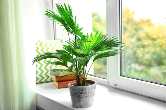 Palma Livistona rotundifolia okrągłolistna ~40 cm P14 DIXIE STORE
